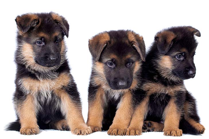 pic of GERMAN SHEPHERD posted on 2022-03-13 14:06:50